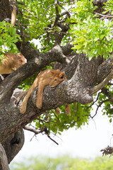 African lion rests in a tree really hot day