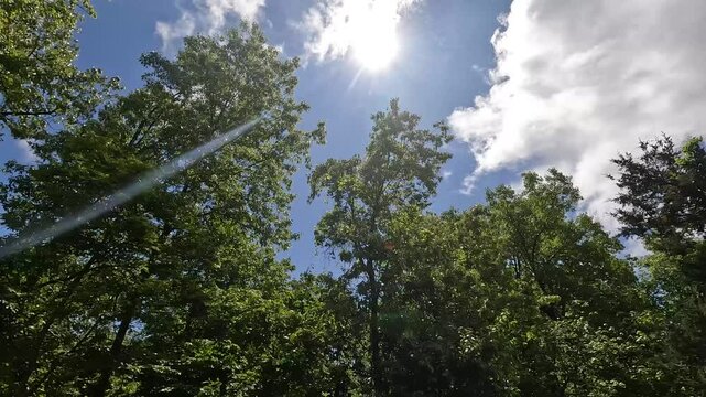 Green leaves and full trees. Looking up at the shining sun on a bright clear sky. White fluffy clouds
