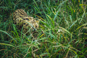 Serval walking in tall grass in Kruger national park, South Africa; specie Leptailurus serval family of felidae