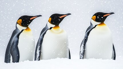 Fototapeta premium Emperor penguins in snow