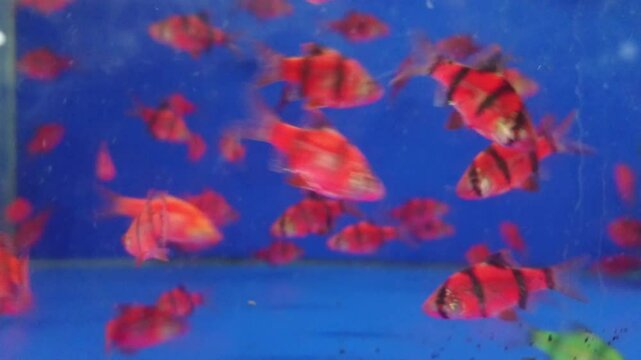 A group of red tiger barb fish are swimming in a blue aquarium
