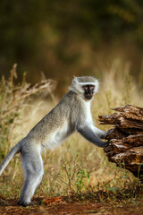 Vervet monkey standing up looking at camera in Kruger National park, South Africa ; Specie Chlorocebus pygerythrus family of Cercopithecidae