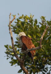 Brahminy kite perched on a dry mangrove tree at Sundarban tiger reserve, India