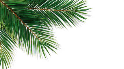 Lush green palm leaves create vibrant tropical feel against clean white background, perfect for summer themes
