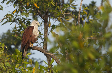 Closeup of a Brahminy kite perched on mangrove tree at Sundarban tiger reserve, India