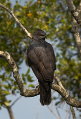 Closeup of a changeable hawk-eagle dark morphed in mangrove forest of Sundarban tiger reserve, India