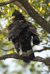 Crested serpent eagle shaking its wings at Sundarban tiger reserve, India