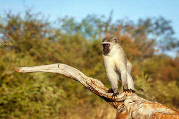 Vervet monkey standing on a log front view in Kruger National park, South Africa ; Specie Chlorocebus pygerythrus family of Cercopithecidae