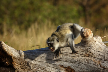 Anger Vervet monkey showing teeth in Kruger National park, South Africa   Specie Chlorocebus pygerythrus family of Cercopithecidae © PACO COMO