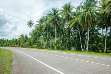 Asphalt road with beautiful coconut palm trees farm at Thailand. Road in summer season. road background.
