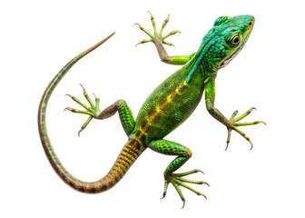 Obraz premium lizard isolated on a white background. PNG Transparent file type with high definition quality Available.