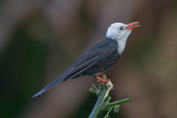 red headed woodpecker