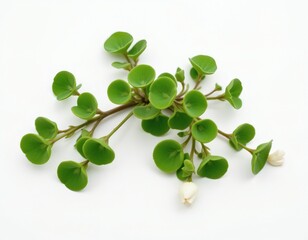 Obraz premium a purslane, white background, succulent leaves, green hue, 4k resolution