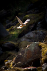 a common kestrel male flying in the air and is looking for food, at a sunny spring day