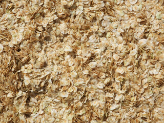 heap of elm seed covering the sidewalk during the spring