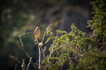 a common kestrel male perched on a branch at a sunny spring day