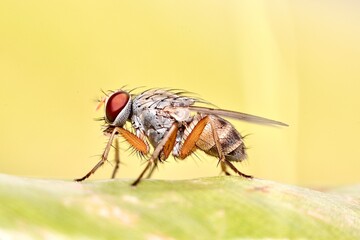 This image captures a close-up view of a small fly resting on a green leaf against a soft yellow background.
