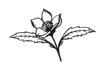 Beautiful Arabian Jasmine flower vector isolated on a white background.