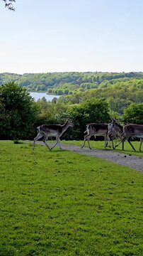 Deer in the park at sunrise at Dyrehaven Ved Haderslev, Denmark
