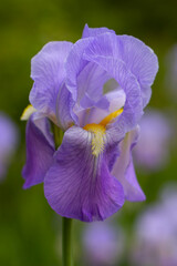 Closeup of beautiful, elegant, purple iris in springtime
