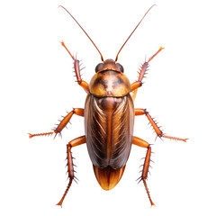 cockroach  isolated on a white background. PNG Transparent file type with high definition quality Available.