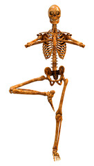 3D Rendering Human Skeleton on White