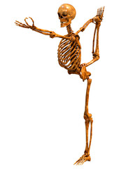3D Rendering Human Skeleton on White