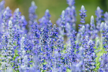 Obraz premium Beautiful Blue Salvia or Blue Sage (Salvia Farinacea) flowers blooming in the garden.