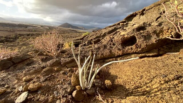 Ceropegia fusca or Cardoncillo gris, Mataperros tropical succulent is endemic to the Canary Islands growing in Montana Pelada natural park,Tenerife,
vertical video.
