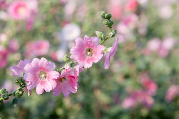 Pink Alcea rosea, or hollyhock, Pink flower in the garden.