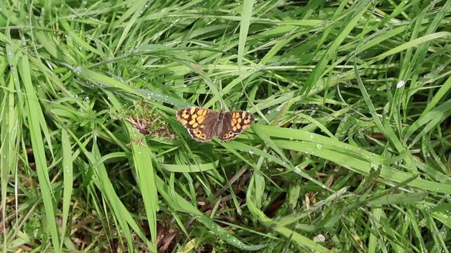 Lasiommata megera - Butterfly