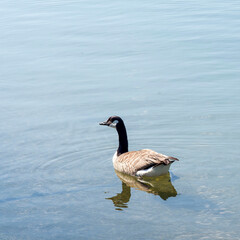 (Branta canadensis) A Canadian goose swimming on the Rhine in Germany

