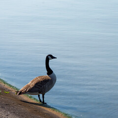 Branta canadensis) A Canadian goose, predominantly black and brown-grey plumage except for the...