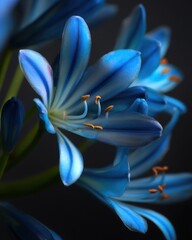 Agapanthus Flower Blooming in Studio Shot Close Up of Blue Lily with Stamens and Petals on Dark Background