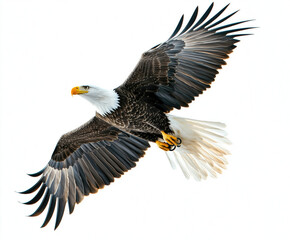 Naklejka premium Majestic bald eagle soaring with widespread wings against a clear sky background
