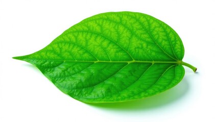 Obraz premium Large green leaf with veins isolated on white background, nature, foliage, verdant