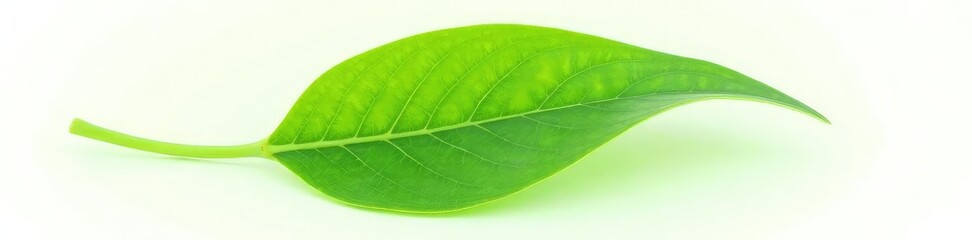 Obraz premium Single leaf with veins isolated on white background, closeup, detail, organic