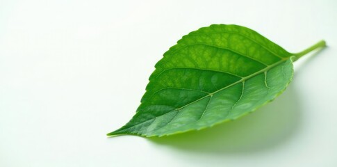 Fototapeta premium Single leaf with veins isolated on white background with subtle gradient, Closeup, Botany, Botanical