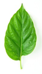 Obraz premium Single leaf with veins on a pure white background, isolated, photography, botanical