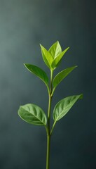 Fototapeta premium Single plant stem against dark grey white background, leafy, simple