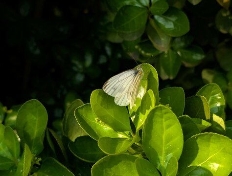 melete butterfly on green leaf