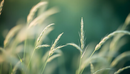 Gentle breeze moving tall grass meadow nature photography soft focus close-up serenity