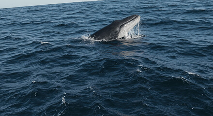 Fototapeta premium Whale Breaching Ocean Surface - Professional Stock Photo