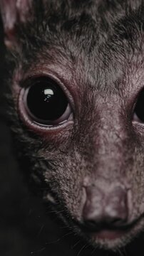 Close-up of a bat's face with large eyes against a dark background  