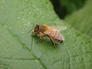 The western honey bee (Apis mellifera), also known as the European honey bee, resting on a green leaf