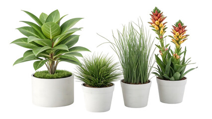 Vibrant Potted Plants A Collection of Ornamental Greenery for Home Decor