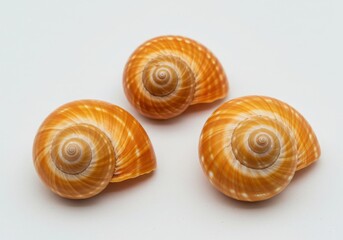 Three orange spiral seashells arranged on a white surface in a studio shot