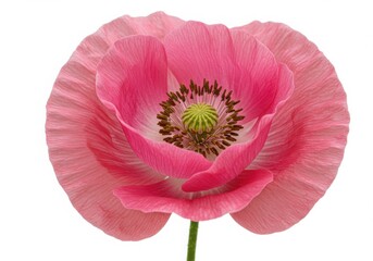 A close up shot of a single pink poppy flower on a clean white background