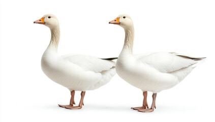 Obraz premium Full-Body White Geese Standing, Side View