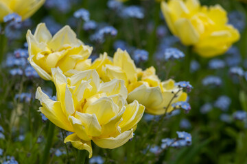 Obraz premium Blooming yellow tulips and blue small flowers